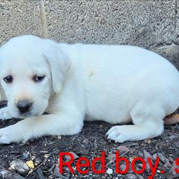 Alex - Yellow male Labrador Retriever puppy in Middleburg, Pennsylvania from Countrylanes labs