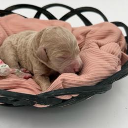 Lily - Apricot female Goldendoodle puppy in Willacoochee, Georgia from Kitandkboodle's Doodles