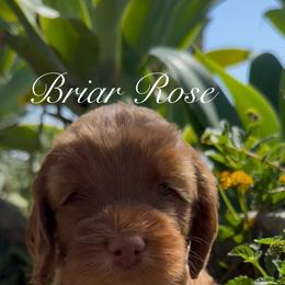 Briar Rose - Apricot female Australian Labradoodle puppy in Riverside, California from Sycamore Canyon Labradoodle