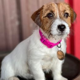 Russell Terriers from Dixie-Rose JRT