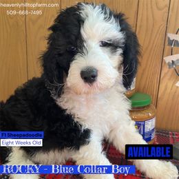 ROCKY-Blue Collar boy - Black and white male Sheepadoodle puppy in Charlo, Montana from Heavenly Hilltop Farm