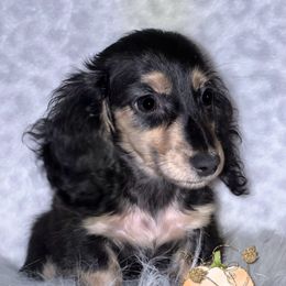 Brad - Brindle male Dachshund puppy in Magnolia, Texas from Sandach’s Miniature Dachshunds