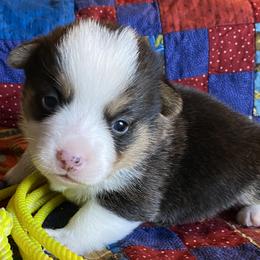 Boy 1 - Pembroke Welsh Corgi puppy in Brigham City, Utah from LL Corgi Co