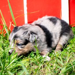 Girl 2 - female Miniature Australian Shepherd puppy in Galesburg, Illinois from Garretts Green Acres