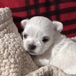 Frosty the snow man - White male Maltese puppy in Buckeye, Arizona from Casper’s maltese