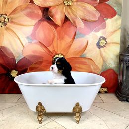 Cavalier King Charles Spaniel Puppies from Ohana Cavalier King Charles Spaniels