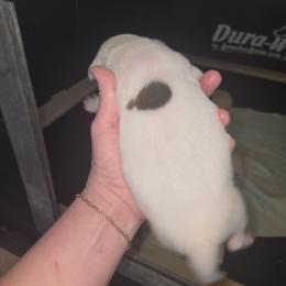 Charlie - White and brown male American Bulldog puppy in Abita Springs, Louisiana from Slumski's Bulldogs