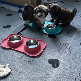 Havanese from MyHeartsHavis