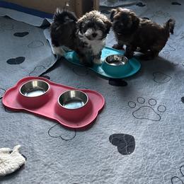 Havanese from MyHeartsHavis