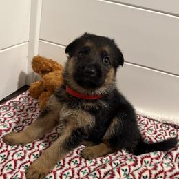 Bowzer - Black and tan male German Shepherd puppy in Troy, New York from Vom Kalte Stadt