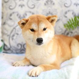Midori - Shiba Inu