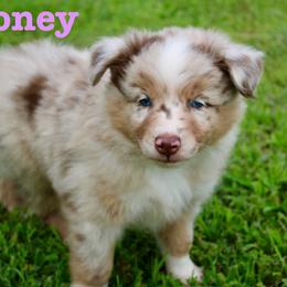 Honey - Red merle female Miniature Australian Shepherd puppy in Howe, Oklahoma from Lockhart’s Double M Mini Aussies