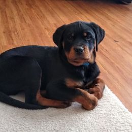 Rottweiler Puppies from Stalter Rottweilers