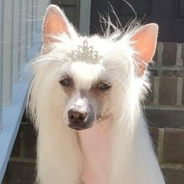 Border Collies and Chinese Cresteds from Coylety Kennel