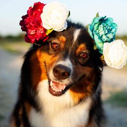 Ripley - Australian Shepherd