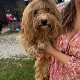 Meteo - Havanese