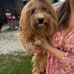 Meteo - Havanese