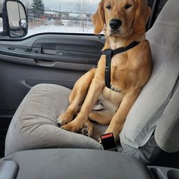 Golden Retriever Puppies from Mountain View Goldens