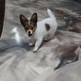 Roux - White and sable female Papillon puppy in Hollister, Missouri from Swan Creek Kennel
