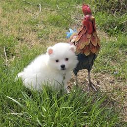 Boy 3 - White male American Eskimo Dog puppy in Macomb County, Michigan from Northland Skies Eskies