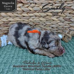 Smoky - Orange Collar - male Australian Mountain Doodle puppy in Oxford, Alabama from Magnolia Grove Doodles