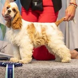 Fanta - Cocker Spaniel