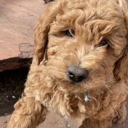 "Male #2 " Goldendoodle Puppies from Desert Sage Doodles