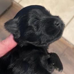 Abigail Rose - Black female Miniature Schnauzer puppy in Interlachen, Florida from Pam's Schnauzers
