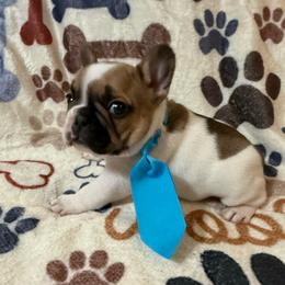 Confetti - Fawn and white male French Bulldog puppy in Lakeland, Florida from Fur Love And Puppies