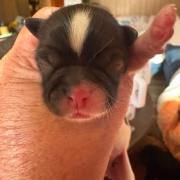 Moo-Moo - Brindle and white male Shih Tzu puppy in Mattoon, Illinois from Jenkins Tzu and Poo’s