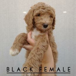 Goldendoodle Puppies from Hartman Goldendoodles