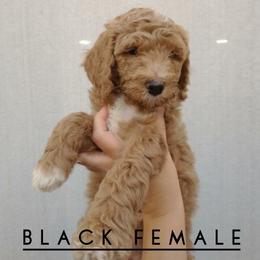 Goldendoodle Puppies from Hartman Goldendoodles