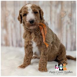 ASTRO - OFA-Genetics-Microchip-Vet Check-2 Year Warranty. - Apricot male Goldendoodle puppy in Jeddo, Michigan from Apple Creek Doodles
