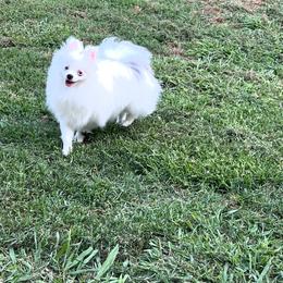 Sky - Blue merle female Pomeranian puppy in Newalla, Oklahoma from Classy Poms