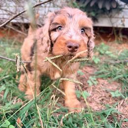 Pumpkin with training - Brown and tan male Cockapoo puppy in Boonville, North Carolina from Doods & Dolls