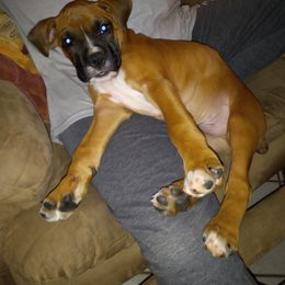 Boxer Puppies from Moody's Boxer's