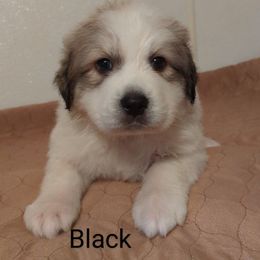 Great Pyrenees Puppies from Duck Creek Poultry Place & Wilson's Waterfowl