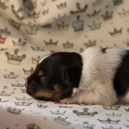 Duchess Dior Rose - Parti female Miniature Schnauzer puppy in Lynchburg, Tennessee from ROYAL PUPS - THRONEBERRY FAMILY FARMS
