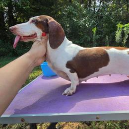 Jellybean - Dachshund