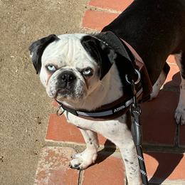 Bodie - White male Pug puppy in Hemet, California from Greek God Pugs