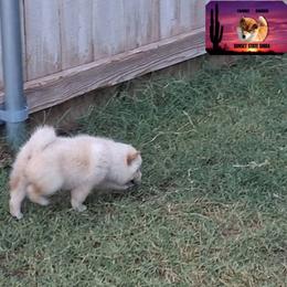 Shiba Inu Puppies from Sunset State Shiba