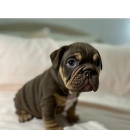 Dora - Chocolate tri-color female Bulldog puppy in Cheshire, Connecticut from Absolut Bulldogs