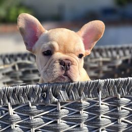 French Bulldog Puppies from County Of Orange Frenchie Family