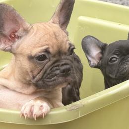 French Bulldog puppies from Itsabulldogthing