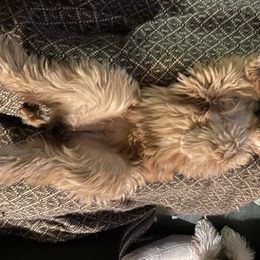 Soft Coated Wheaten Terrier All Grown Up from PitterPat