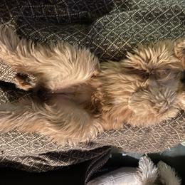 Soft Coated Wheaten Terrier All Grown Up from PitterPat