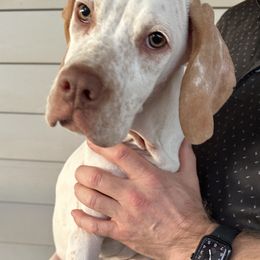 Lime now lavender collar girl - Rosie - Lemon and white female Pointer puppy in Youngsville, North Carolina from Dogma Pointers & Bulldogs