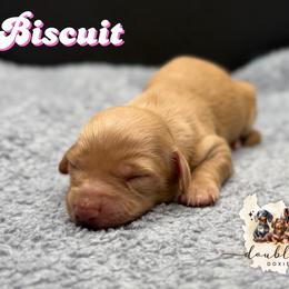 BISCUIT - Red female Dachshund puppy in Alto, Texas from Double W Doxies