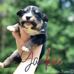 Yankee - Black tri-color male Australian Shepherd puppy in Tallapoosa, Georgia from Foxhaven Farms Aussies