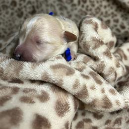 Blue - Apricot male Maltipoo puppy in Clover, South Carolina from Cudi’s Buddies